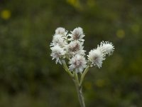 Antennaria dioica 9, Rozenkransje, Saxifraga-Jan van der Straaten