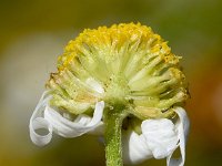 Anthemis arvensis 12, Valse kamille, Saxifraga-Sonja Bouwman  956. Valse kamille - Anthemis arvensis - Asteraceae familie (i)