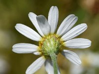 Anthemis arvensis 13, Valse kamille, Saxifraga-Sonja Bouwman  956. Valse kamille - Anthemis arvensis - Asteraceae familie (i)