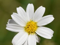 Anthemis arvensis 10, Valse kamille, Saxifraga-Sonja Bouwman  956. Valse kamille - Anthemis arvensis - Asteraceae familie (i) Zuylensteinse bos (Leersum)