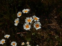 Anthemis arvensis 15, Valse kamille, Saxifraga-Peter Meininger