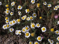 Anthemis arvensis 2, Valse kamille, Saxifraga-Piet Zomerdijk