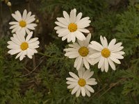 Anthemis arvensis 3, Valse kamille, Saxifraga-Jan van der Straaten