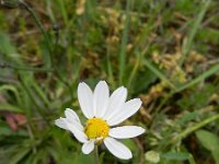 Anthemis arvensis 4, Valse kamille, Saxifraga-Rutger Barendse