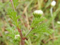 Anthemis arvensis 5, Valse kamille, Saxifraga-Rutger Barendse