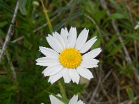 Anthemis arvensis 6, Valse kamille, Saxifraga-Rutger Barendse