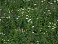 Anthemis arvensis 7, Valse kamille, Saxifraga-Hans Boll