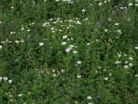 Anthemis arvensis 8, Valse kamille, Saxifraga-Hans Boll