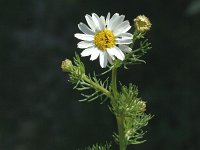 Anthemis arvensis ssp incrassata 1, Valse kamille, Saxifraga-Jan van der Straaten