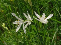 Anthericum lilago 27, Grote graslelie, Saxifraga-Hans Grotenhuis