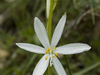 Anthericum liliago, St Bernards Lily