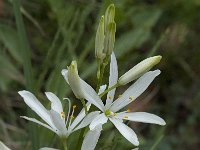 Anthericum liliago 15, Grote graslelie, Saxifraga-Willem van Kruijsbergen