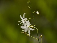 Vertakte graslelie  Vertakte graslelie - Anthericum maculata
