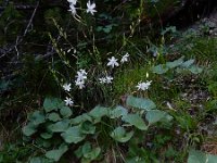Anthericum ramosum 12, Saxifraga-Ed Stikvoort