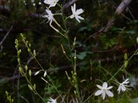 Anthericum ramosum 18, Saxifraga-Ed Stikvoort