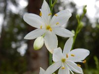 Anthericum ramosum 19, Saxifraga-Ed Stikvoort