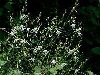 Anthericum ramosum 2, Saxifraga-Marijke Verhagen