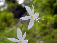 Anthericum ramosum 20, Saxifraga-Ed Stikvoort