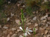 Anthericum ramosum 21, Saxifraga-Dirk Hilbers