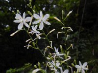 Anthericum ramosum 24, Saxifraga-Ed Stikvoort