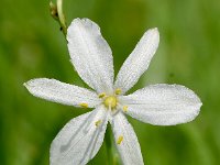 Anthericum ramosum 27, Saxifraga-Sonja Bouwman,  Vertakte graslelie - Anthericum ramosum - Asparagaceae familie