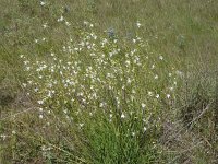 Anthericum ramosum 4, Saxifraga-Jasenka Topic