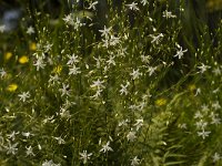 Vertakte graslelie  Vertakte graslelie - Anthericum maculata