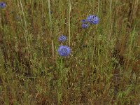 Anthoxanthum aristatum 13, Slofhak, Saxifraga-Hans Boll