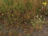 Anthoxanthum aristatum 14, Slofhak, Saxifraga-Hans Boll