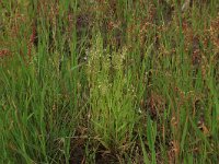 Anthoxanthum aristatum 15, Slofhak, Saxifraga-Hans Boll