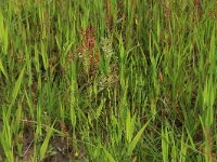 Anthoxanthum aristatum 16, Slofhak, Saxifraga-Hans Boll