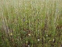 Anthoxanthum aristatum 17, Slofhak, Saxifraga-Hans Boll