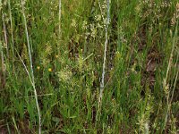 Anthoxanthum aristatum 20, Slofhak, Saxifraga-Hans Boll