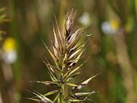 Anthoxanthum aristatum 3, Slofhak, Saxifraga-Hans Dekker