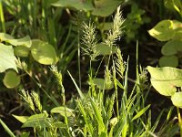 Anthoxanthum aristatum 8, Slofhak, Saxifraga-Peter Meininger