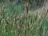 Anthoxanthum odoratum, Sweet Vernal grass