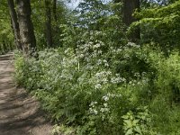 Anthriscus sylvestris 62, Fluitenkruid, Saxifraga-Willem van Kruijsbergen