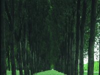 Anthriscus sylvestris 64, Fuitenkruid, Saxifraga-Jan Nijendijk