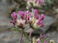 Anthyllis alpestris 10, Saxifraga-Willem van Kruijsbergen