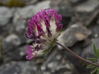 Anthyllis alpestris 3, Saxifraga-Willem van Kruijsbergen