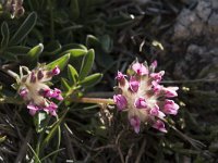 Anthyllis alpestris 5, Saxifraga-Willem van Kruijsbergen