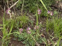 Anthyllis alpestris 8, Saxifraga-Willem van Kruijsbergen