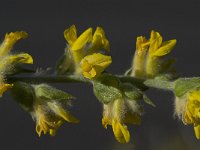 Anthyllis cytisoides 17, Saxifraga-Willem van Kruijsbergen