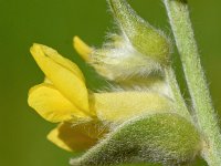 Anthyllis cytisoides 24, Saxifraga-Sonja Bouwman  Albaida - Anthyllis cytisoides - Fabaceae familie