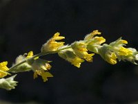 Anthyllis cytisoides 7, Saxifraga-Jan van der Straaten