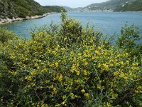 Anthyllis hermanniae 3, Saxifraga-Ed Stikvoort : Vathi - Gidaki beach Ithaki s9900