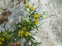 Anthyllis hermanniae 5, Saxifraga-Ed Stikvoort : Agia Marina s9900