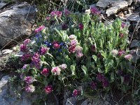 Anthyllis montana ssp montana 22, Saxifraga-Luuk Vermeer
