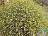 Anthyllis terniflora 2, Saxifraga-Piet Zomerdijk