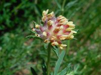 Anthyllis vulneraria ssp boissieri 3, Saxifraga-Ed Stikvoort